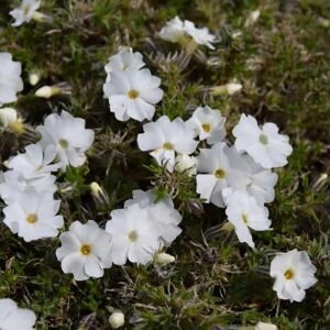 Phlox douglasii 'White Admiral' ---